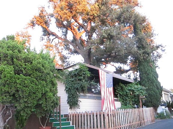 300 year old oak tree on property