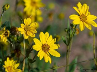 TRACT 295 S Carolina Rd, Cheyenne, WY 82009