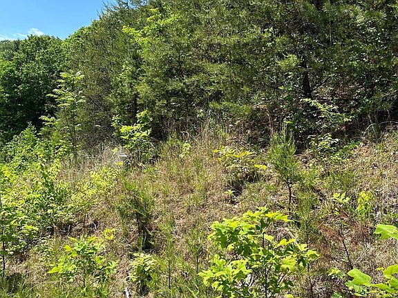 2nd image of 26 Carolina Buckthorn Dr