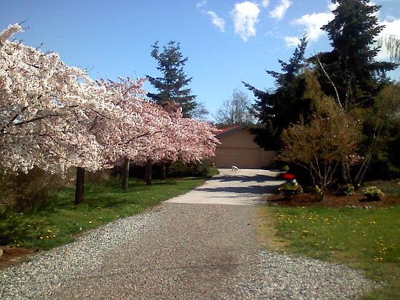 Flowering cherry trees