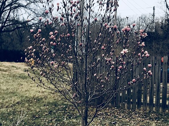 Magnolia Tree