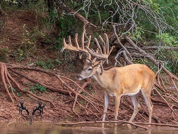 3rd image of Buffalo4 Ranch County Rd #290