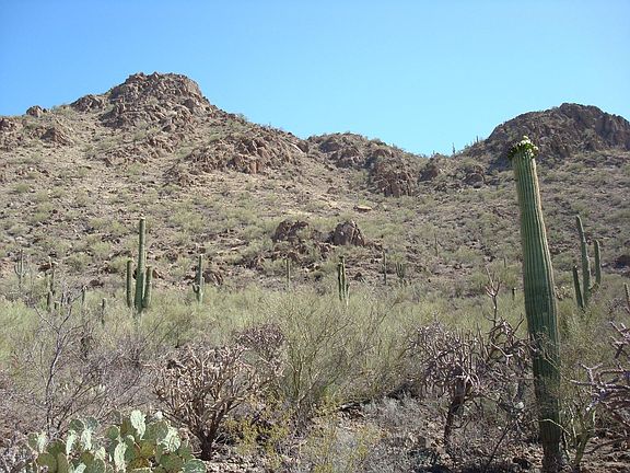 4th image of 5002 S Mesquite Hills Pl #6