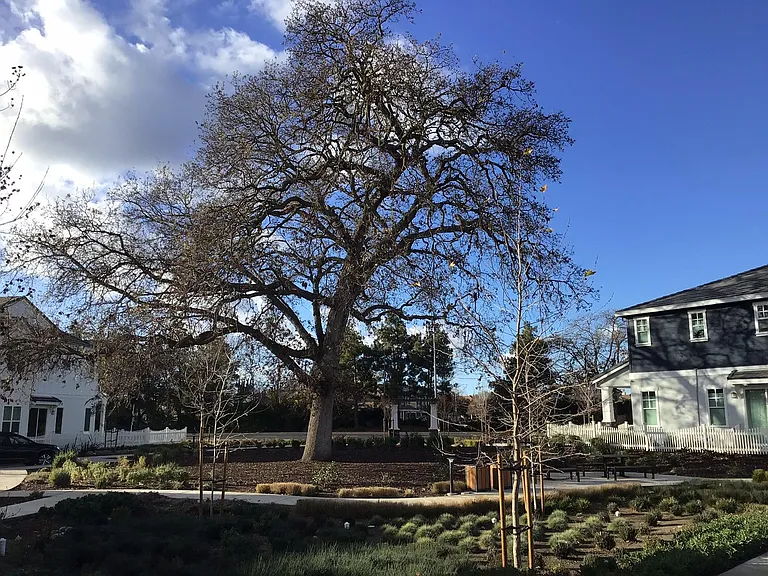 Oak Tree Park
