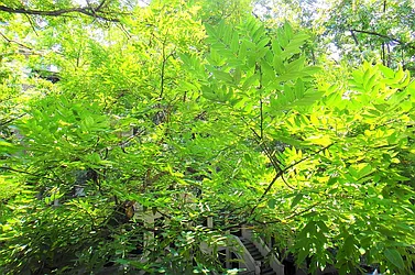 Rented by Balass Ralph, LREB