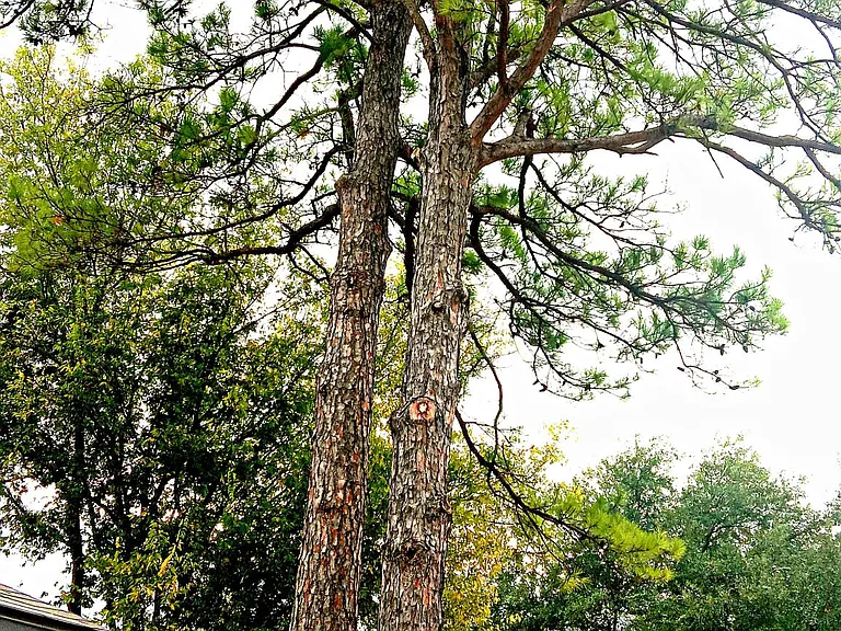 tree out front to the right of the house