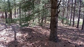 3rd image of W5257 Red Pine Dr