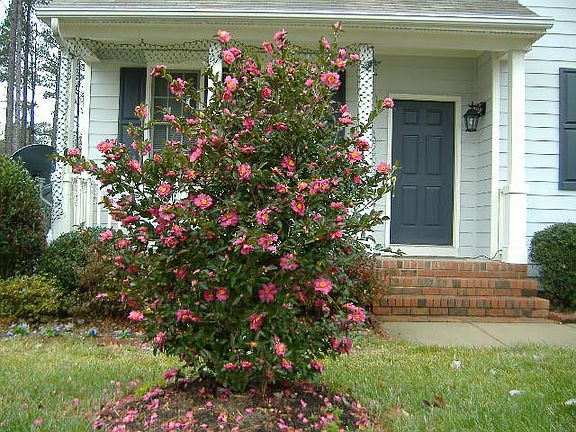 Front Yard with Camelia tree blooming during Thanksgiving holidays