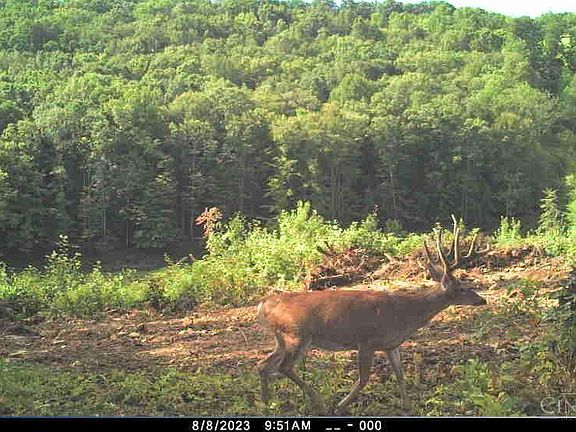 2nd image of 357 Enley Rd