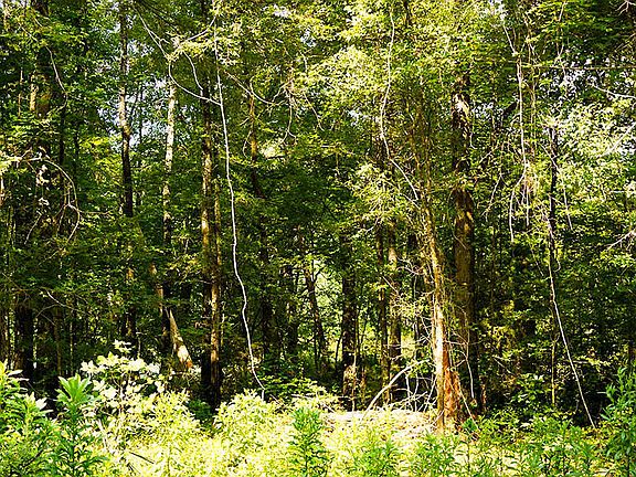 3rd image of LOT 7 Cypress Point Rd