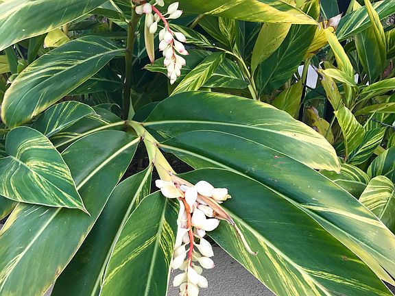 Lots of Tropical Greenery