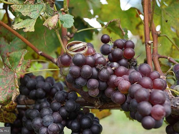 Wedding rings on the grapes
