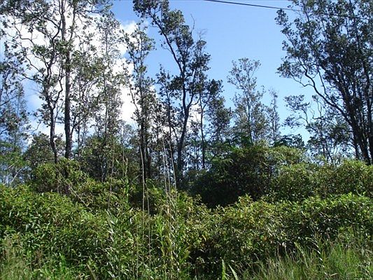 2nd image of Hibiscus Dr Lot 7