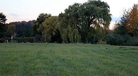 view from road facing the pond 