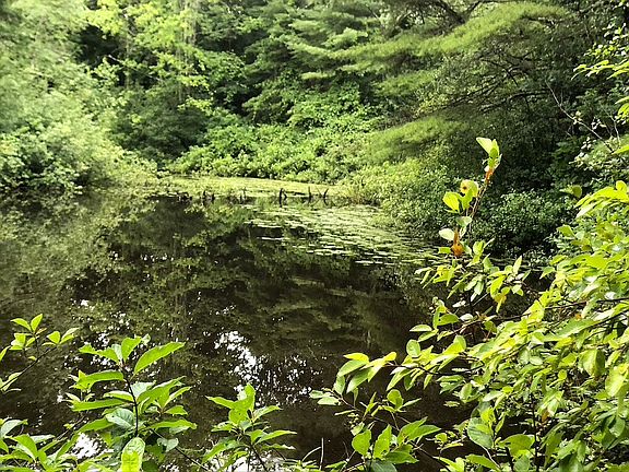 backyard pond
