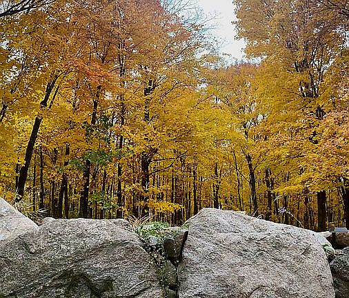 10 Wooded Acres