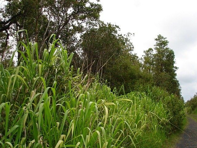 2nd image of Wailele St Lot 48