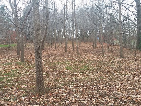 woods in the winter