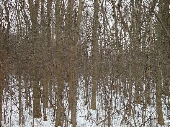 ...and a private woods!