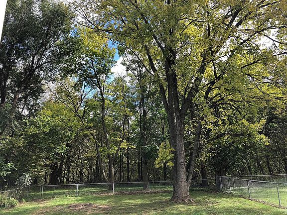 Backyard Meets Forest