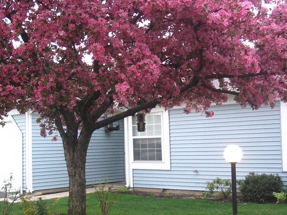 Front yard tree