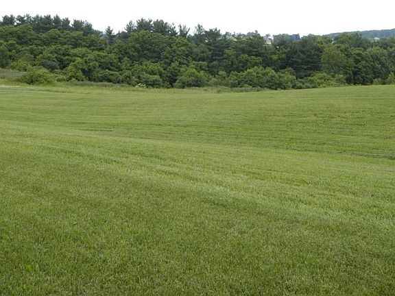 View from the Backyard