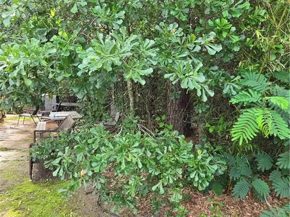 Daisy St, Covington, LA 70435
