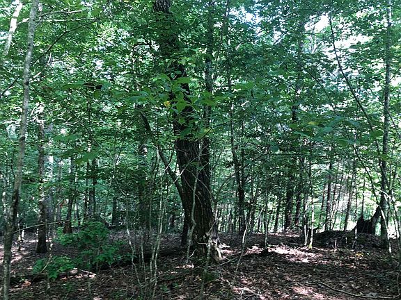 3rd image of LT 13 Pine Ln