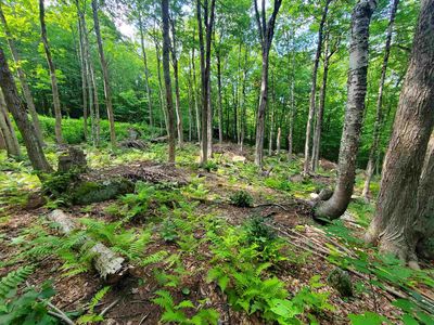 00 Fox Hill Road, Stoddard, NH, 03464