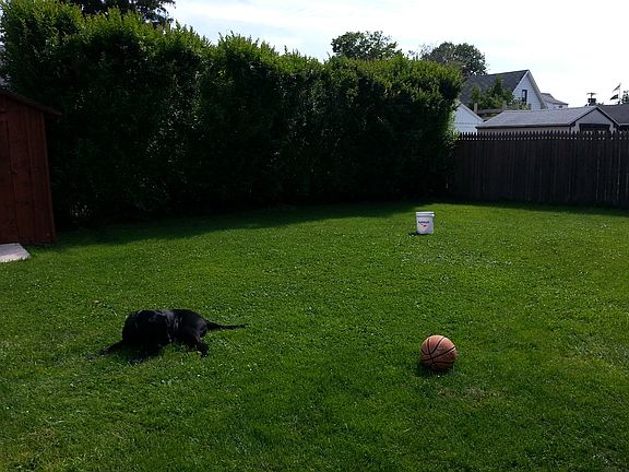 Fenced Backyard
