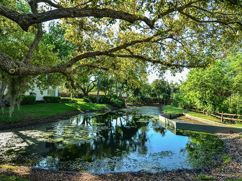 Nearby pond view