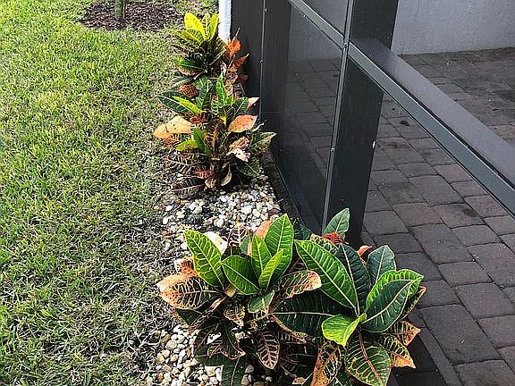 Garden in back