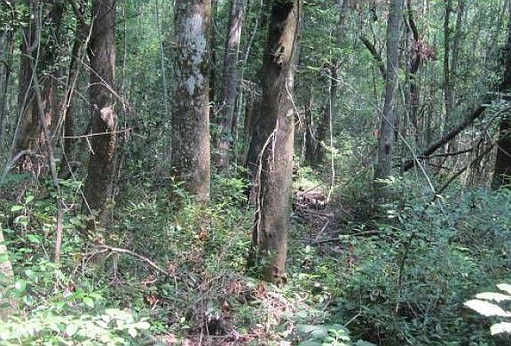 Hardwoods