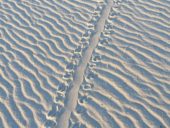 giant sea turtle neighbors