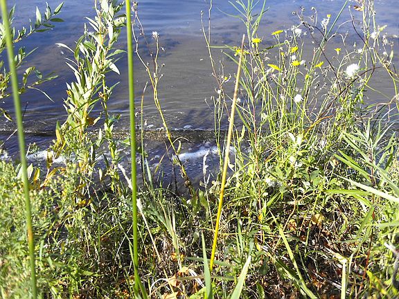 Let some natural plants grow