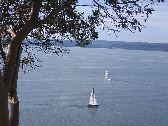 sailboat races
