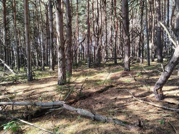 County Road 87, Nevis, MN 56467