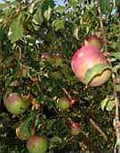 Apples - from Mid-Orchard