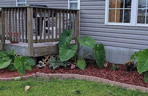 Backyard garden