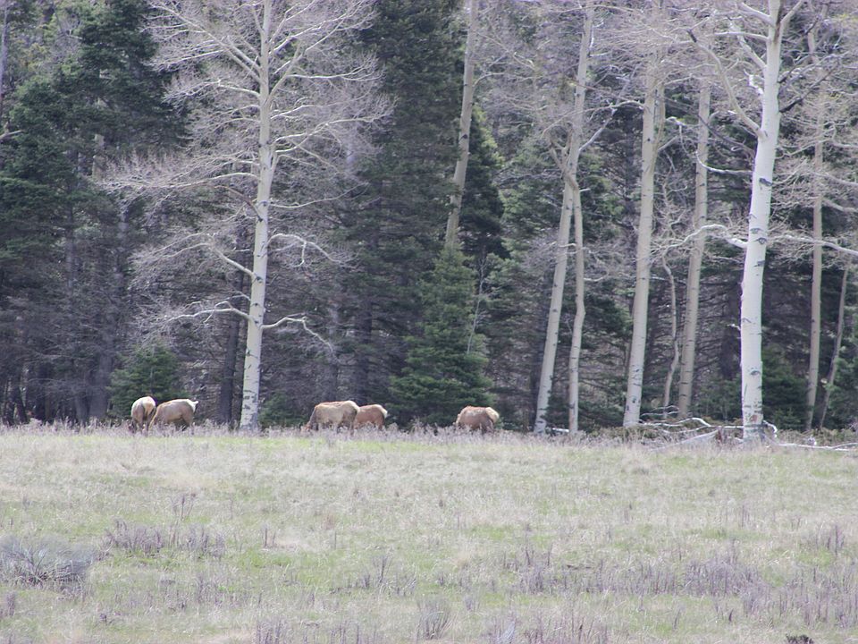 1st image of Forbes Wagon Creek Lot 473 And 474