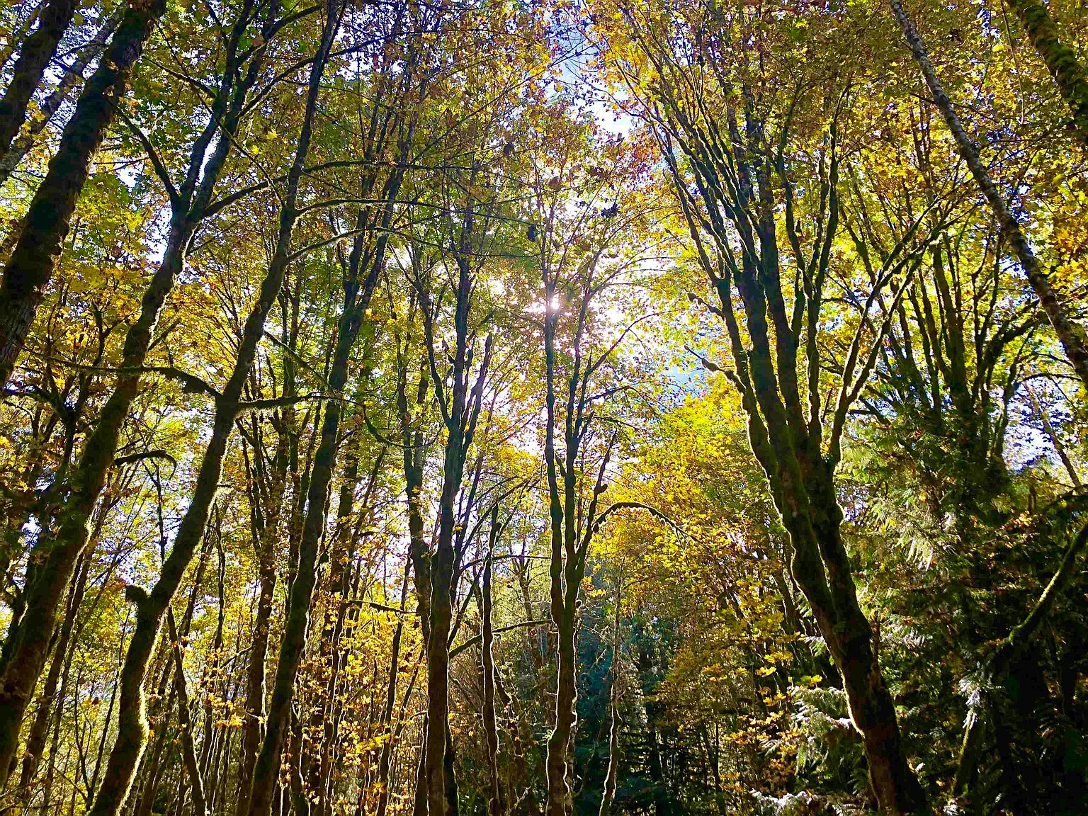 15537 Squamish Valley Rd, Squamish, BC V0N 1H0 MLS R2796262 Zillow