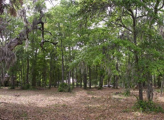 Spanish moss draped oak trees