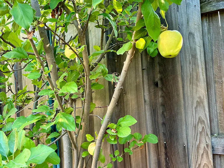 Backyard Apples