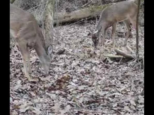 21.6 Holly Ave SE #0, Attalla, AL 35954