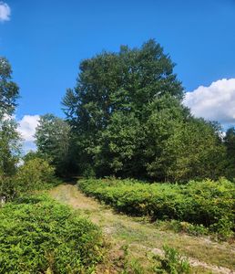 21616 Thirteen Mile Rd, Leroy, MI, 49655