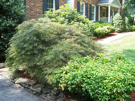 Some of the landscaping that greets you when you come home 