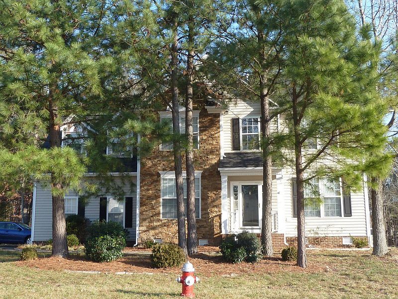 Pine trees in front
