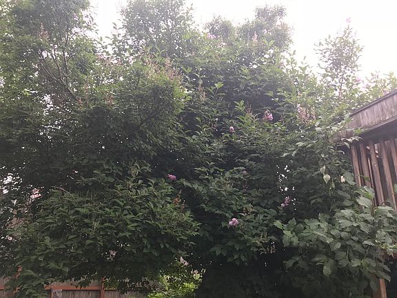 Lilac tree