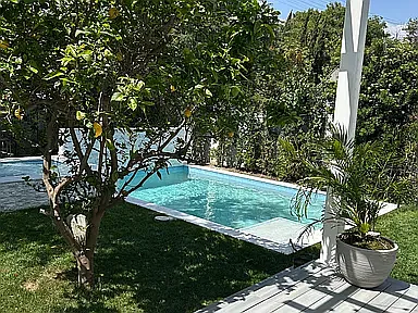 Lemon producing tree