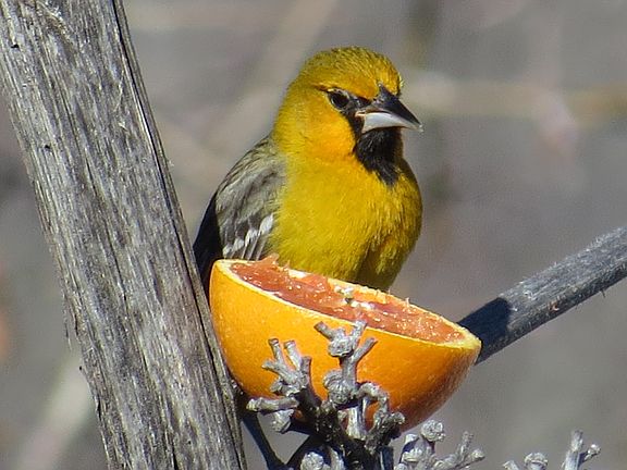 Rare birds in the area